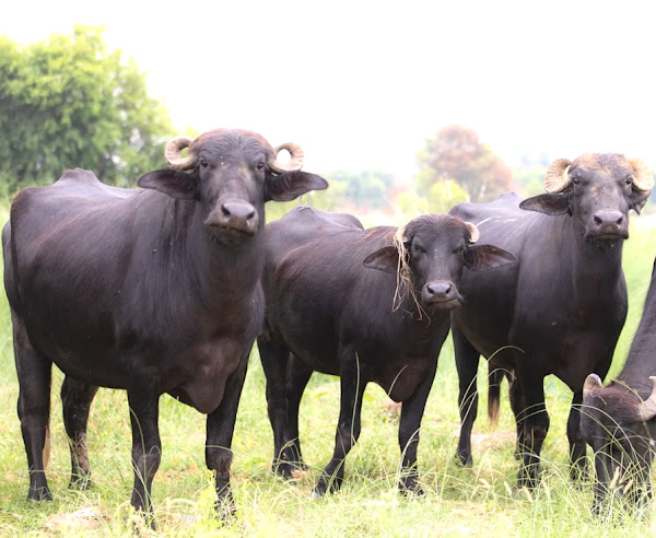 How to identify Murrah Buffalo before bringing it home, whether it is pure breed or not, know here